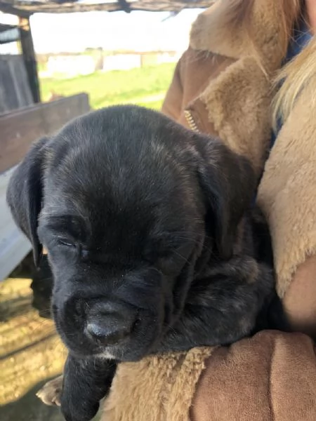 3 Cuccioli Cane Corso Puro provincia di Roma | Foto 3