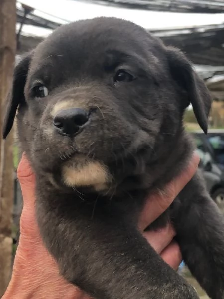 3 Cuccioli Cane Corso Puro provincia di Roma | Foto 1