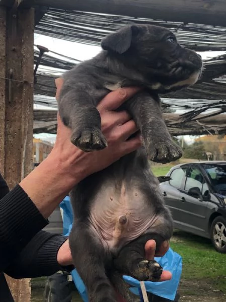 3 Cuccioli Cane Corso Puro provincia di Roma | Foto 0