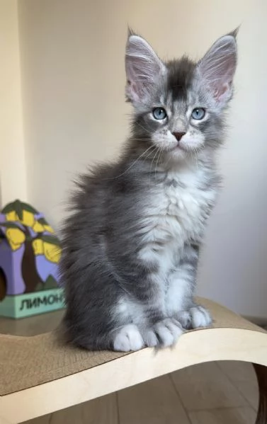 Maine Coon, Gattini di Razza Purezza  Disponibili Subito!