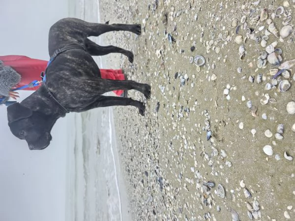 Cucciolo Cane Corso | Foto 2