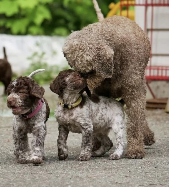 Lagotto (cuccioli maschio e femmina)