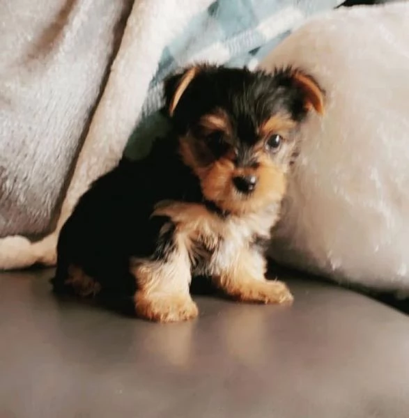 Yorkshire Terrier (cuccioli maschio e femmina)