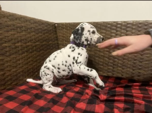 Dalmata (cuccioli maschio e femmina) | Foto 0