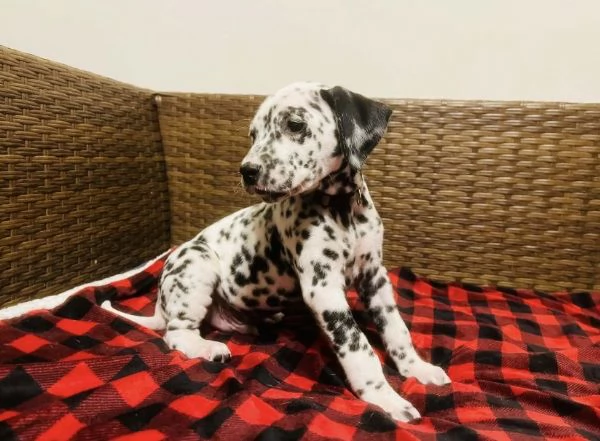 Dalmata (cuccioli maschio e femmina)