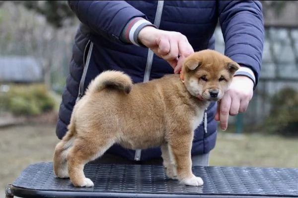 Shiba Inu (cuccioli maschio e femmina)