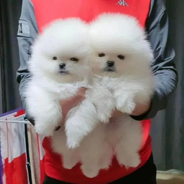 Splitz Pomeranian (cuccioli maschio e femmina)