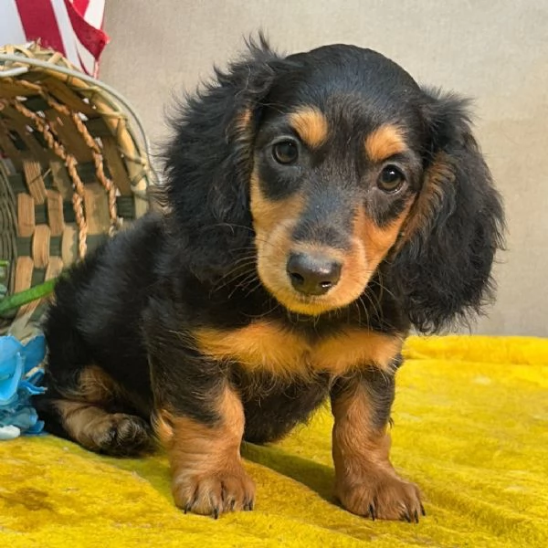 Bassotto nana (cuccioli maschio e femmina) | Foto 0