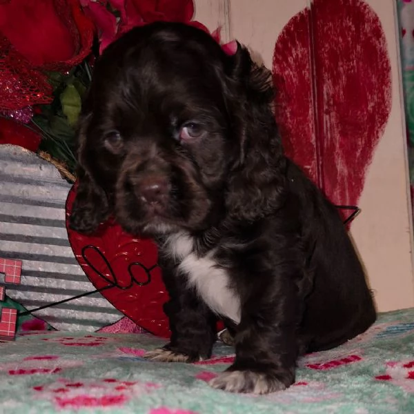 Cocker spaniel (cuccioli maschio e femmina)