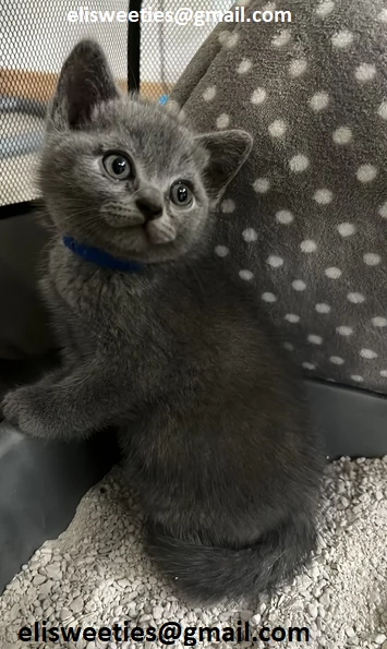  Adorabili gattini British Shorthair pronti Splendidi gattini British Shorthair disponibili! Questi 