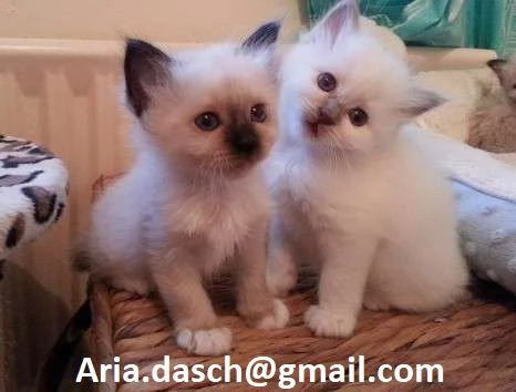 Dolcissimi Gattini Sacri di Birmania in Adozione!  Cerchiamo famiglie amorevoli per questi splendidi