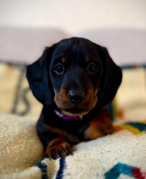 Adozione di Basoto nano a pelo corto | Foto 0