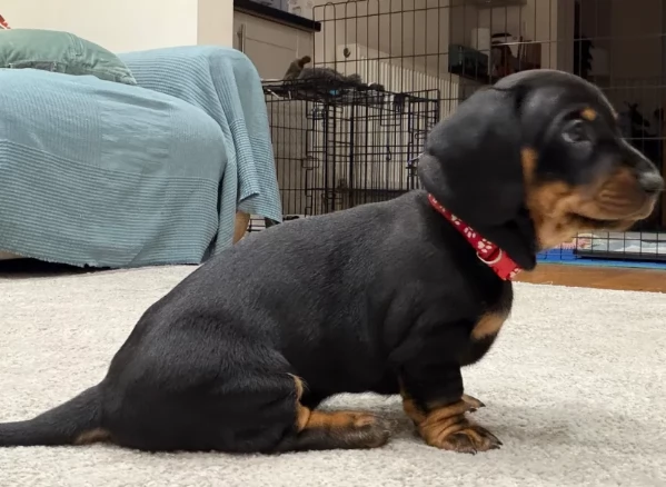 Adozione di Basoto nano a pelo corto