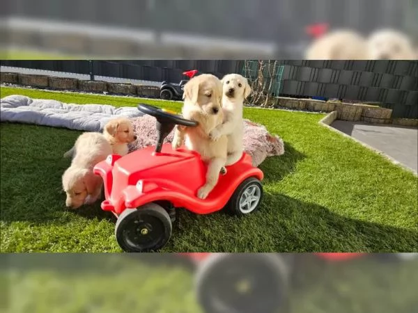 Cuccioli di Labradoodle F1 | Foto 1