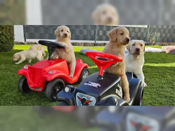 Cuccioli di Labradoodle F1