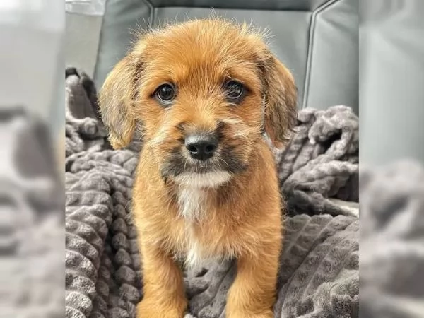 Incrocio Bassotto/Spitz, Ultimi maschi | Foto 1