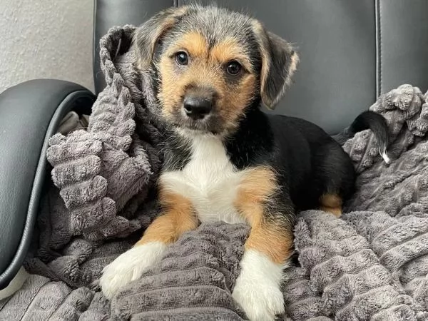 Incrocio Bassotto/Spitz, Ultimi maschi | Foto 0