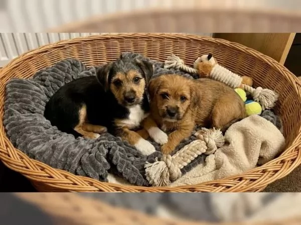 Incrocio Bassotto/Spitz, Ultimi maschi