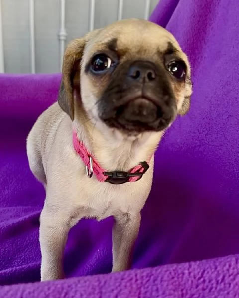 Carlina cuccioli | Foto 1