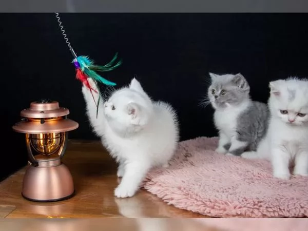 ?British Shorthair di razza pura: tre piccoli gioielli in cerca di una nuova casa? | Foto 0