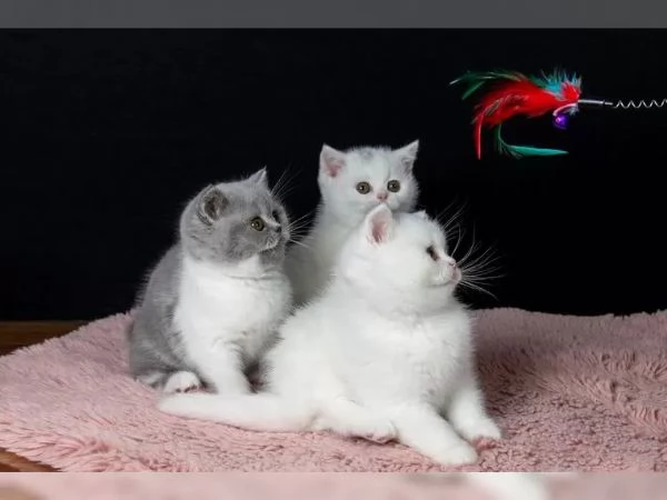 ?British Shorthair di razza pura: tre piccoli gioielli in cerca di una nuova casa?