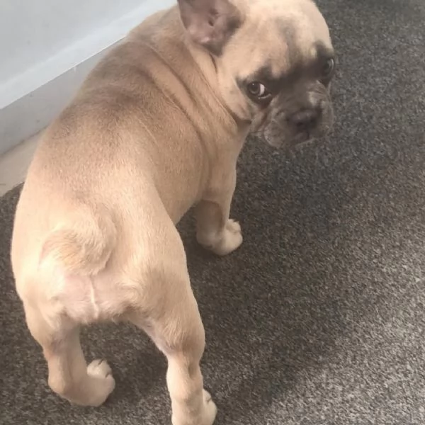 Luna – Piccola esploratrice in cerca di una casa per sempre (con la compagnia di un cane) | Foto 1