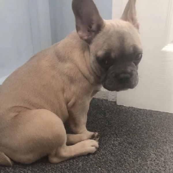 Luna – Piccola esploratrice in cerca di una casa per sempre (con la compagnia di un cane) | Foto 0