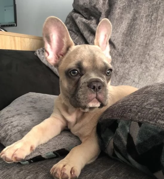 Luna – Piccola esploratrice in cerca di una casa per sempre (con la compagnia di un cane)