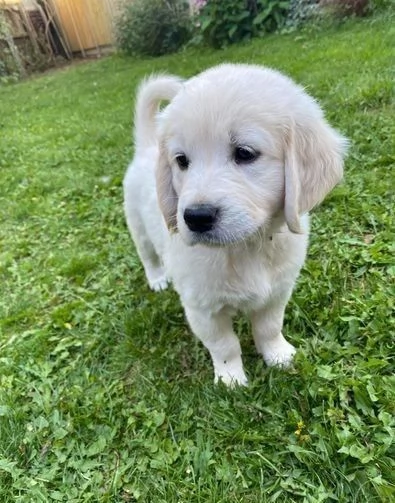 amorevole Golden retriever 