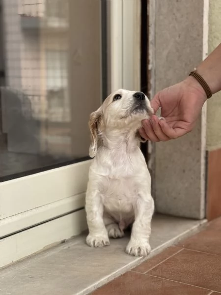 vendo cucciolo cocker spaniel  | Foto 5