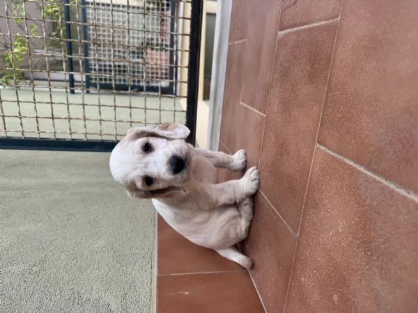 vendo cucciolo cocker spaniel  | Foto 4