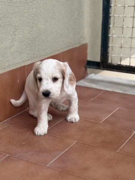 vendo cucciolo cocker spaniel  | Foto 3