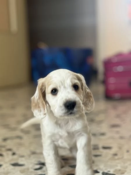 vendo cucciolo cocker spaniel  | Foto 2