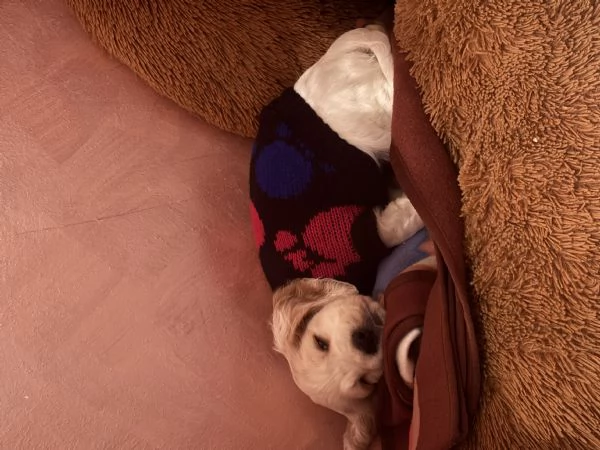 vendo cucciolo cocker spaniel  | Foto 1