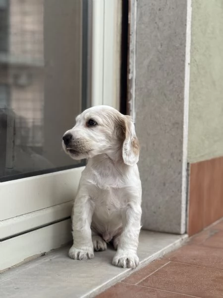 vendo cucciolo cocker spaniel  | Foto 0