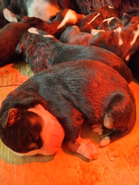 Cuccioli di bovaro del bernese  | Foto 7
