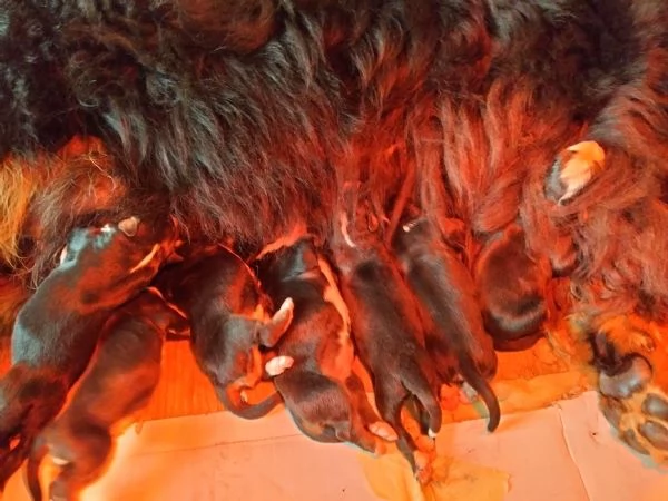 Cuccioli di bovaro del bernese  | Foto 1