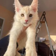 Maine coon gattino disponibile | Foto 2