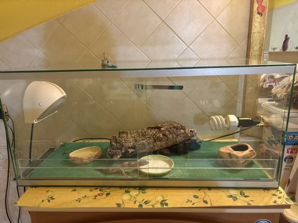 Vendita gechi leopardini 