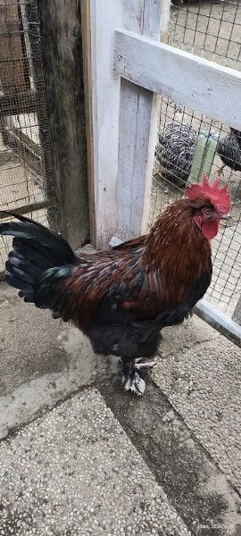 Gallo Marans