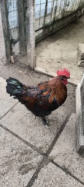 Gallo Marans | Foto 0