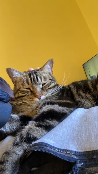 Gatto maschio adulto (sterilizzato)