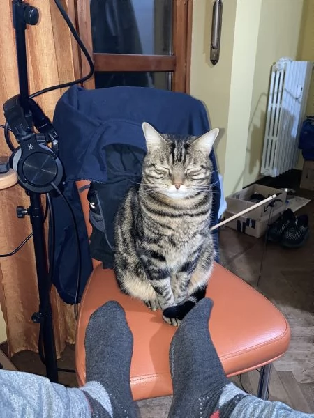 Gatto maschio adulto (sterilizzato) | Foto 2