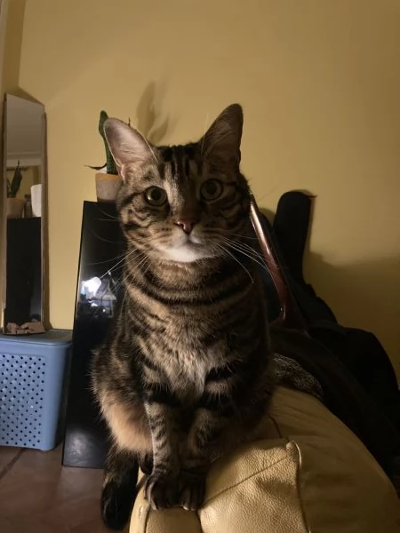 Gatto maschio adulto (sterilizzato) | Foto 1