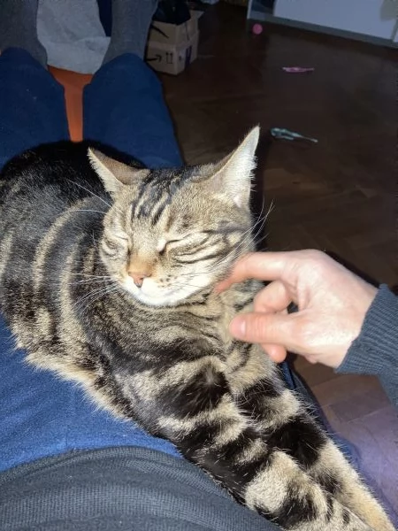 Gatto maschio adulto (sterilizzato) | Foto 0