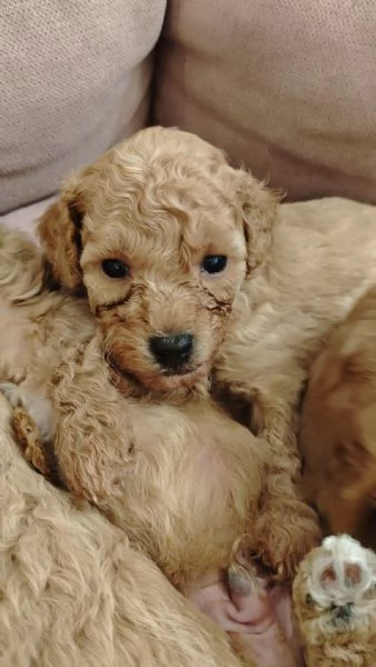 Cucciolata casalinga 