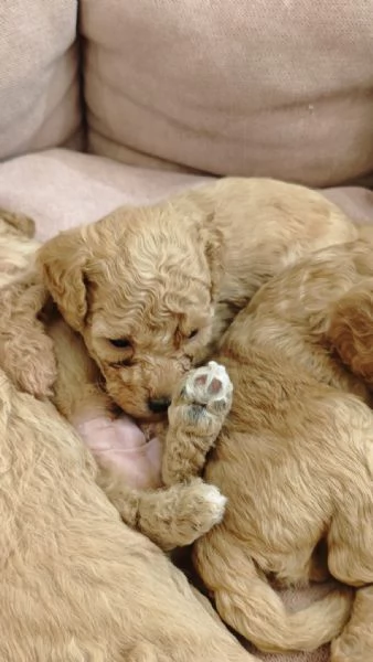 Cucciolata casalinga  | Foto 2