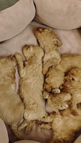 Cucciolata casalinga  | Foto 1