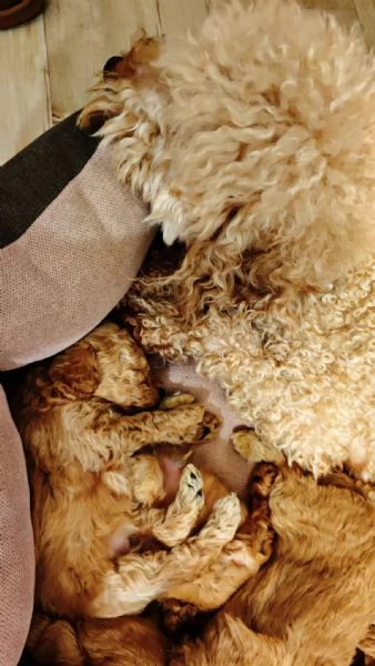 Cucciolata casalinga  | Foto 0