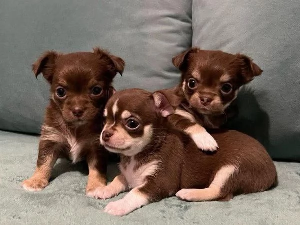 Cuccioli di Chihuahua